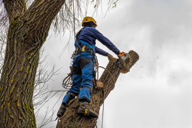 Best Tree Disease Treatment  in Fords Prairie, WA